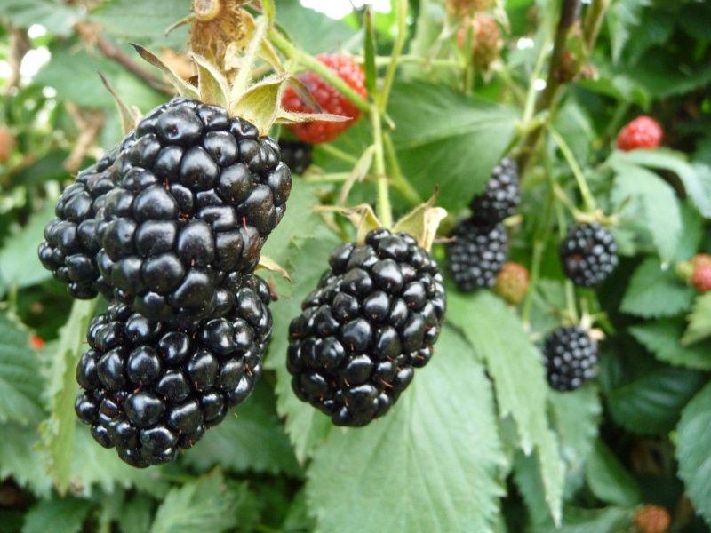 blackberries